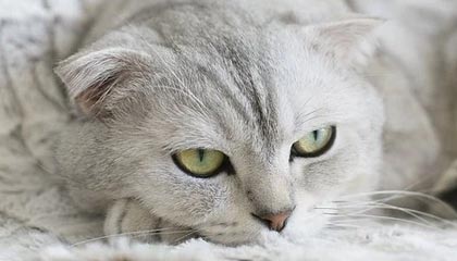 开云体育中国官方网站-体育科技助推青少年足球训练航，虚拟仿真成行业新宠，青少年足球体验课活动流程