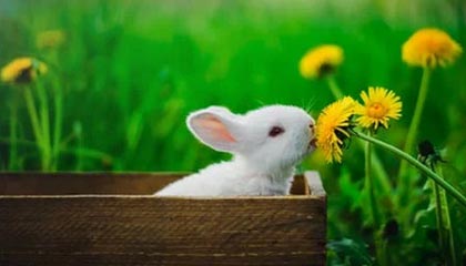 开云体育中国官方网站-体育科技助推青少年足球训练航，虚拟仿真成行业新宠，青少年足球体验课活动流程