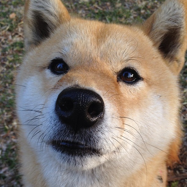 开云体育APP下载-2030年F1：电动化还会远吗？，2030年电动汽车会取代燃油车吗