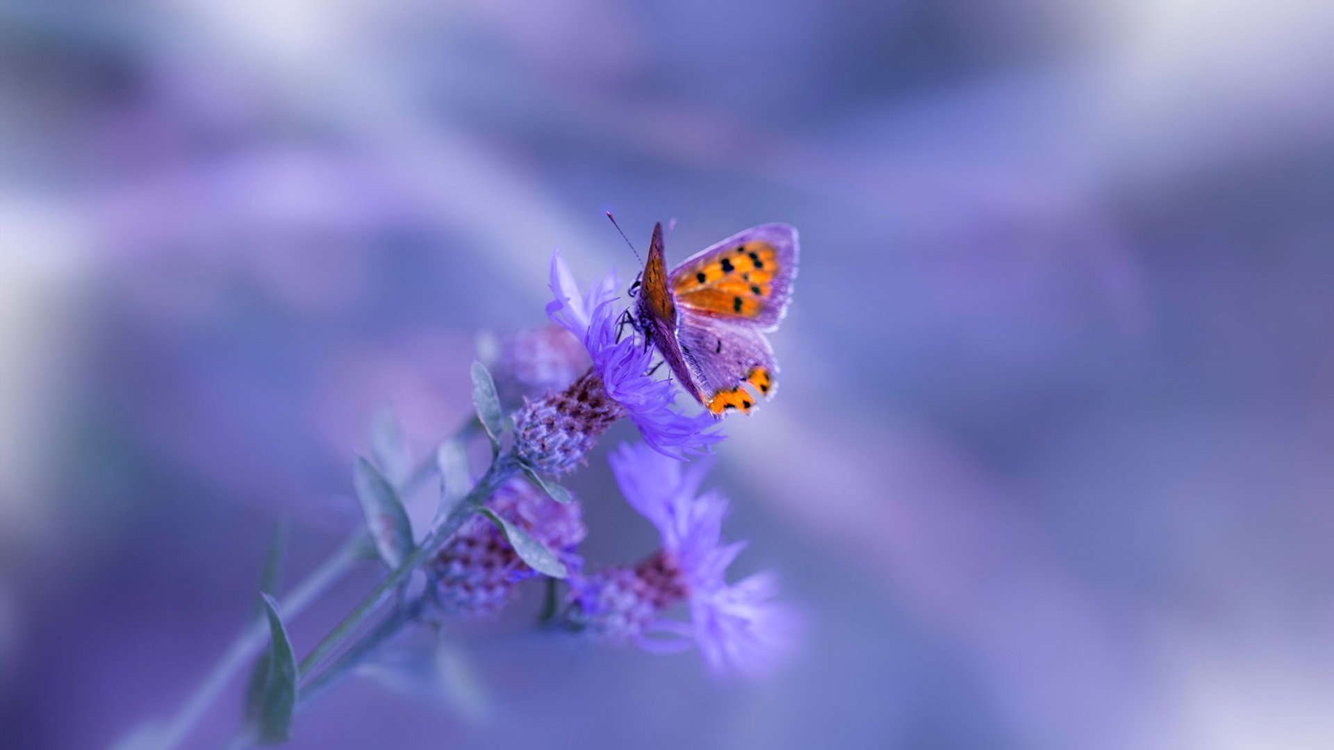 开云esport-今年NBA季后赛激战正酣，哪些对决成为焦点？，今年的nba季后赛