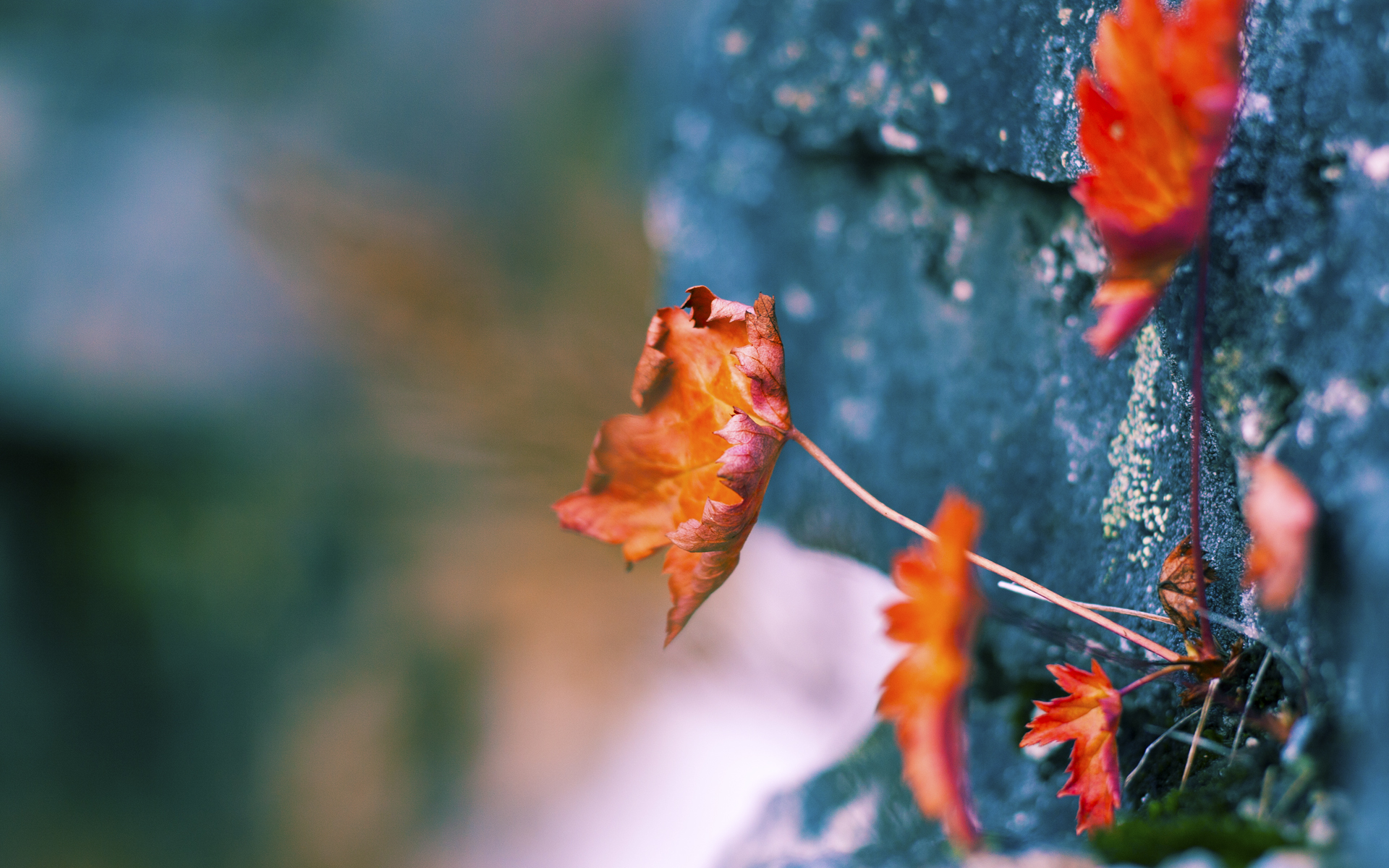 国际拳击锦标赛中国队夺得多枚金牌，实力强劲，国际拳击争霸赛视频