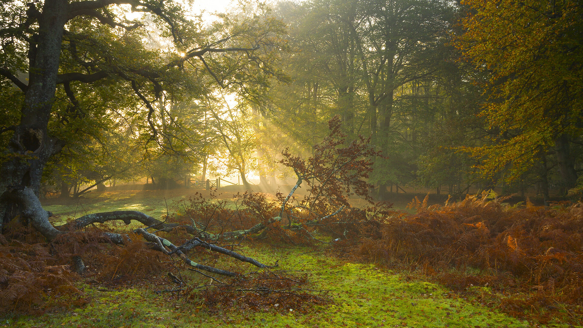 开云体育官方-弗朗茨·巴图姆在NBA常规赛中贡献稳定，巴图姆生涯
